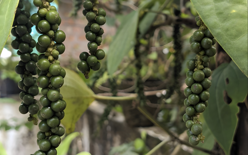 Khám phá tứ đại danh tiêu để nâng tầm món kho , món canh ngon hơn - Ảnh 4. Khám phá tứ đại danh tiêu để nâng tầm món kho , món canh ngon hơn - Ảnh 4.