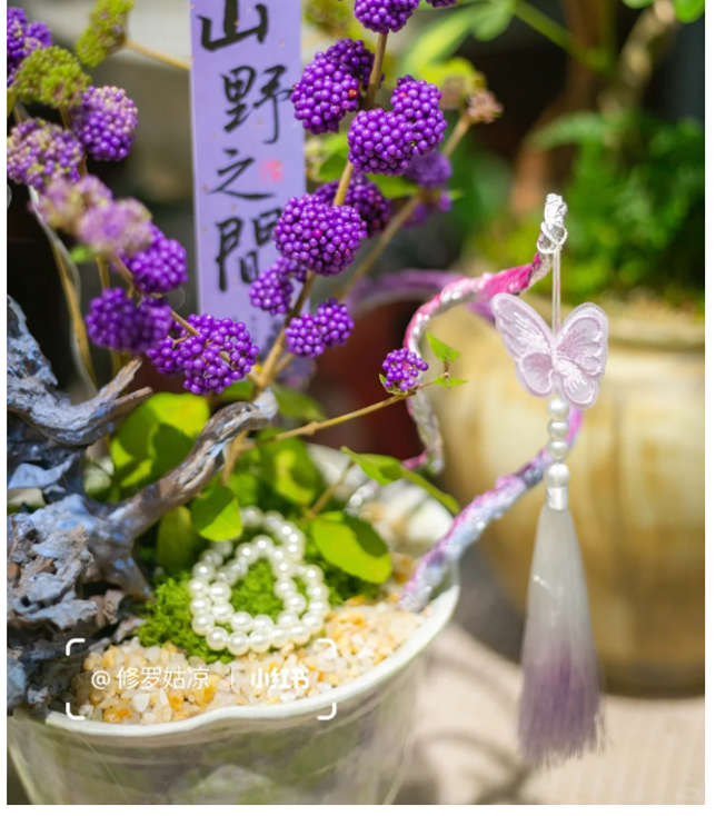 Cây tử châu: Chuỗi ngọc tím mang may mắn và sức sống cho mùa Tết - Ảnh 13.