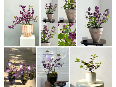 Chuỗi Ngọc Tím – “Viên Ngọc” Mang Vượng Khí Cho Năm Mới Bình An & Thịnh Vượng