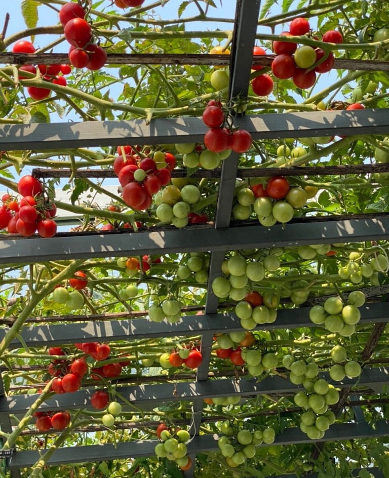 Cách trồng vườn cà chua sân thượng sai trĩu quả - ảnh 1