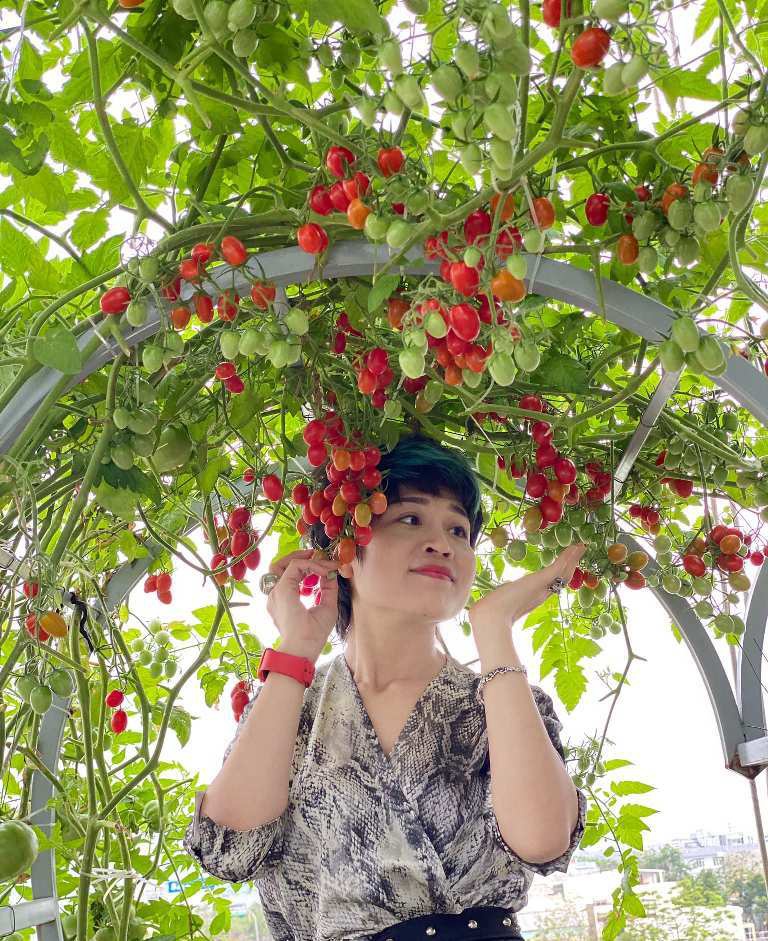Cách trồng vườn cà chua sân thượng sai trĩu quả - ảnh 2