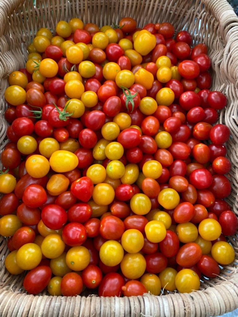 Cách trồng vườn cà chua sân thượng sai trĩu quả - ảnh 3