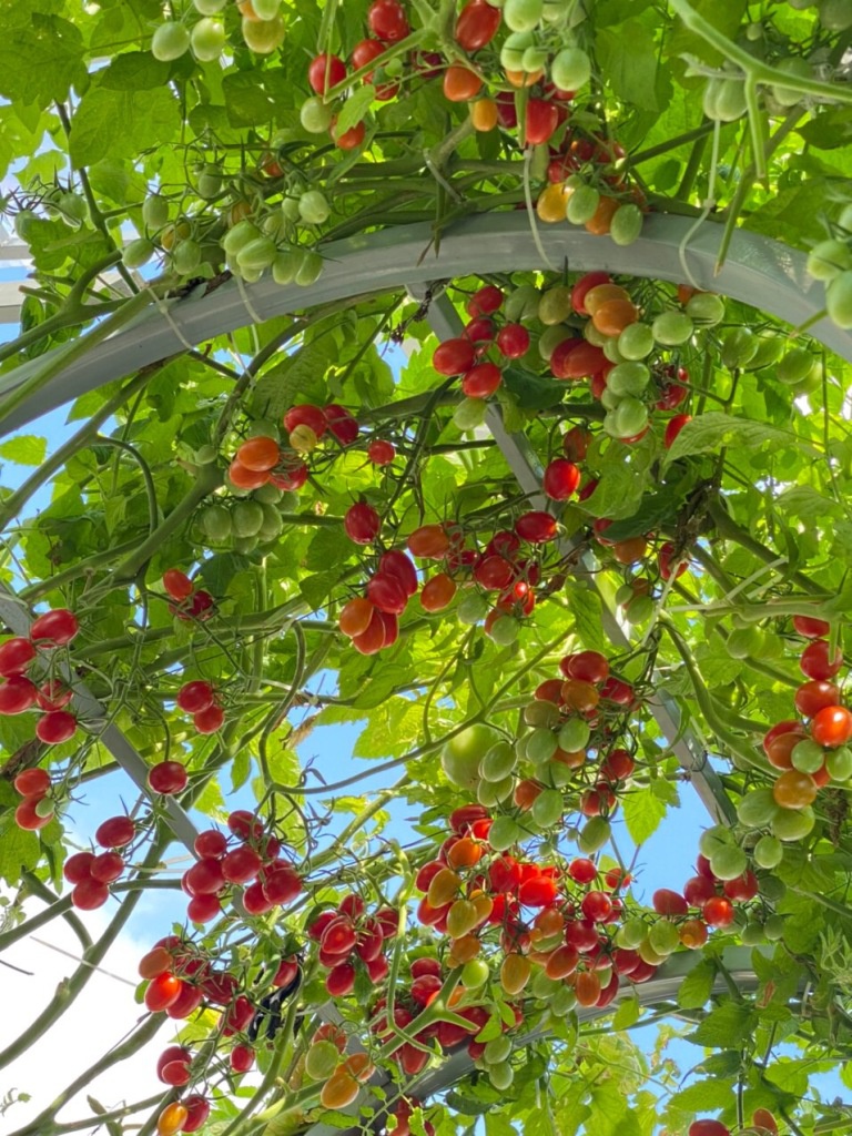 Cách trồng vườn cà chua sân thượng sai trĩu quả - ảnh 4
