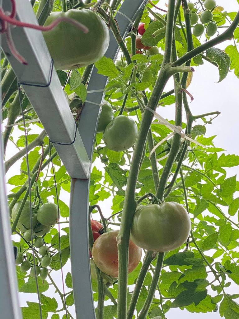 Cách trồng vườn cà chua sân thượng sai trĩu quả - ảnh 5