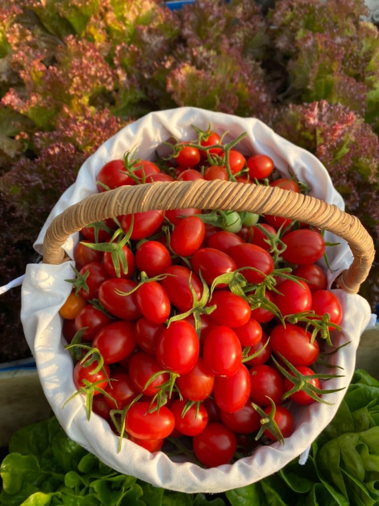 Cách trồng vườn cà chua sân thượng sai trĩu quả - ảnh 6