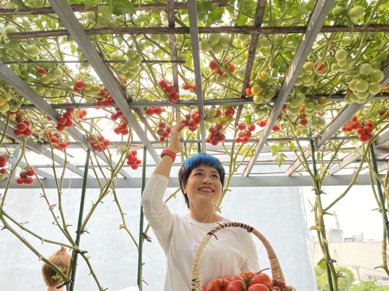 Bí quyết trồng cà chua sai trĩu quả trên sân thượng, áp dụng ngay
