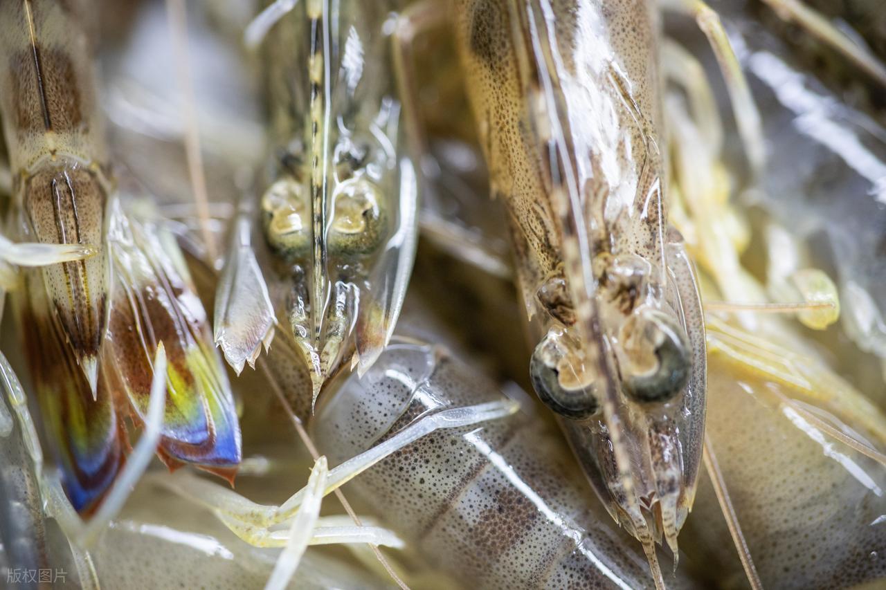 Khi Mua Tôm, Hãy Tránh 4 Loại Này Để Không Mua Phải “Tôm Đã Qua Xử Lý Hormone”